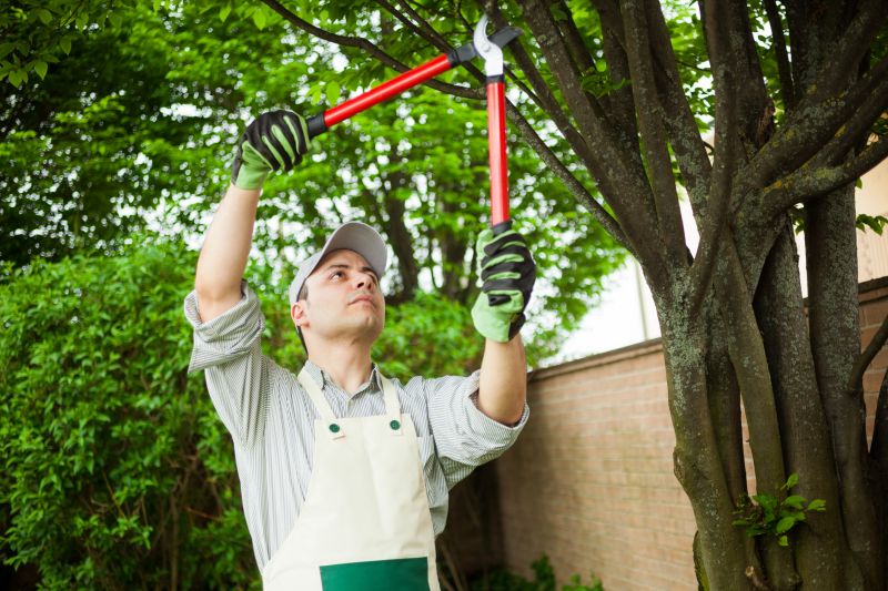 Who Provides Tree Removal Services in New Berlin WI
