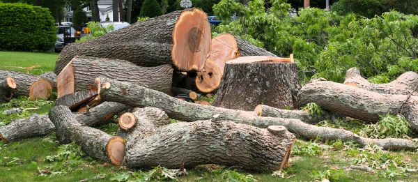 Large Tree Removal in New Berlin