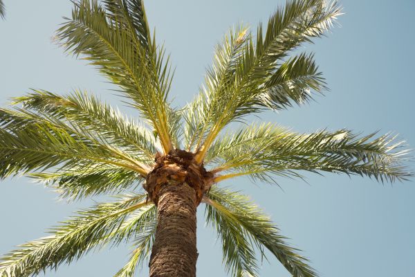 Palm Tree Removal in New Berlin