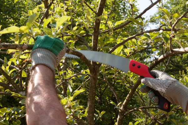 Small Tree Removal in New Berlin