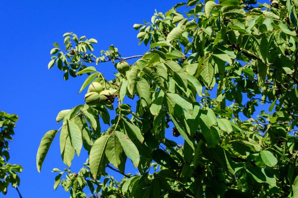 Cost of Walnut Tree Removal in New Berlin