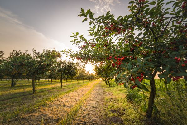 Cost of Cherry Tree Removal in New Berlin