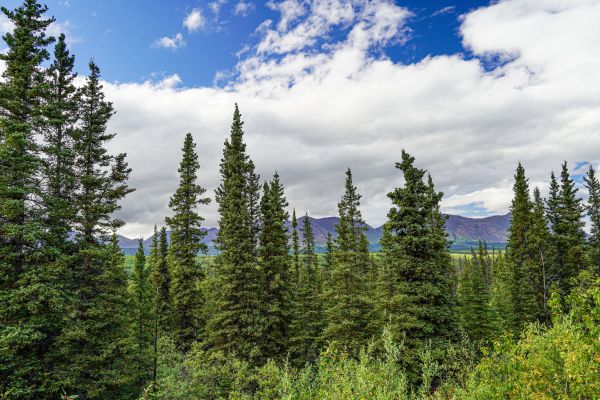 Cost of Spruce Tree Removal in New Berlin