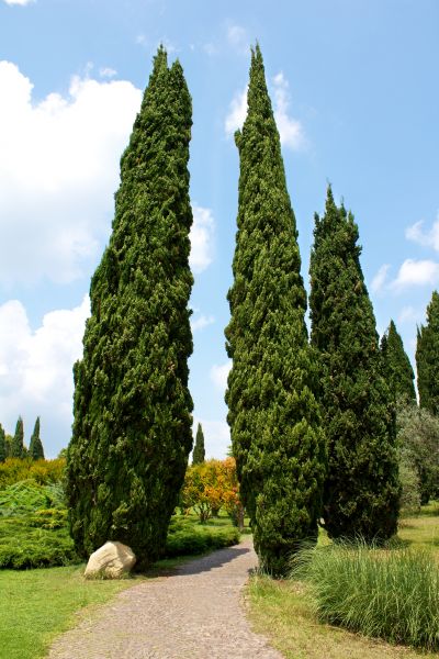 Cost of Cypress Tree Removal in New Berlin