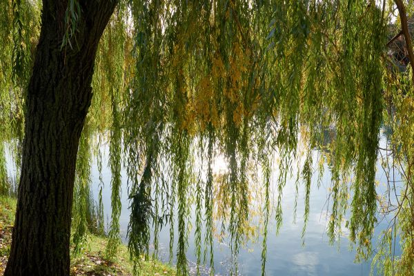 Cost of Willow Tree Removal in New Berlin