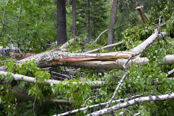 Cost of Birch Tree Removal in New Berlin