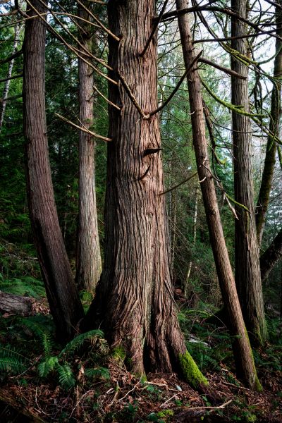 Cost of Cedar Tree Removal in New Berlin