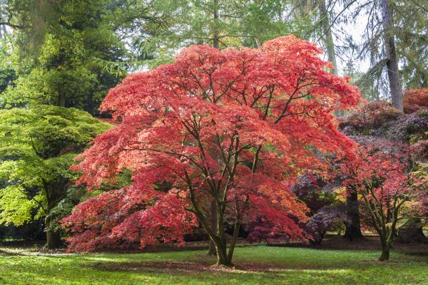 Cost of Maple Tree Removal in New Berlin