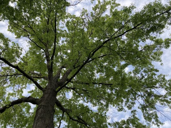 Cost of Oak Tree Removal in New Berlin