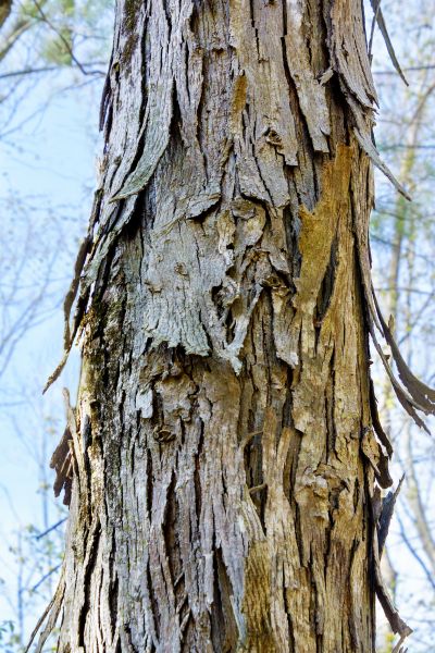 Cost of Hickory Tree Removal in New Berlin