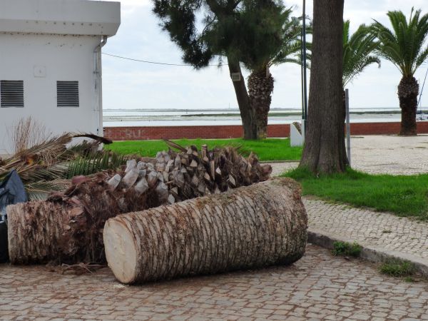 Palm Trees Removal in New Berlin