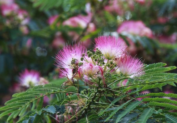 Cost of Mimosa Tree Removal in New Berlin