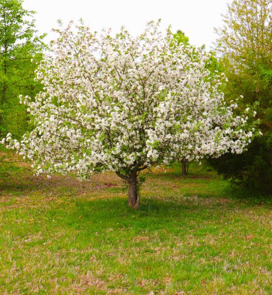 Cost of Dogwood Tree Removal in New Berlin