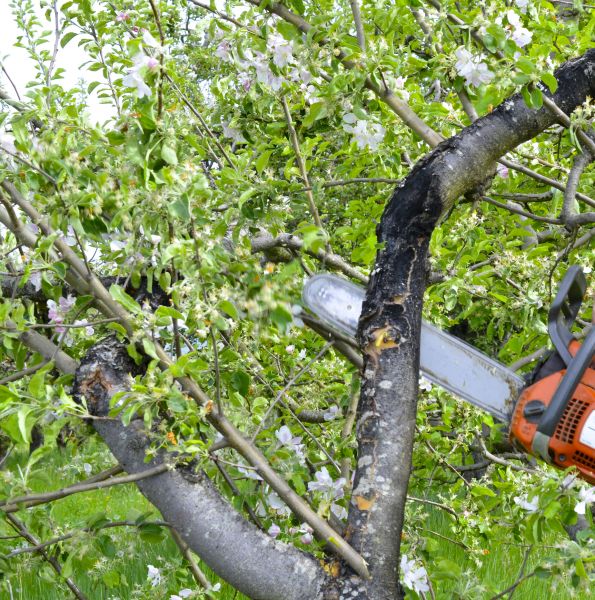 Cost of Apple Tree Removal in New Berlin