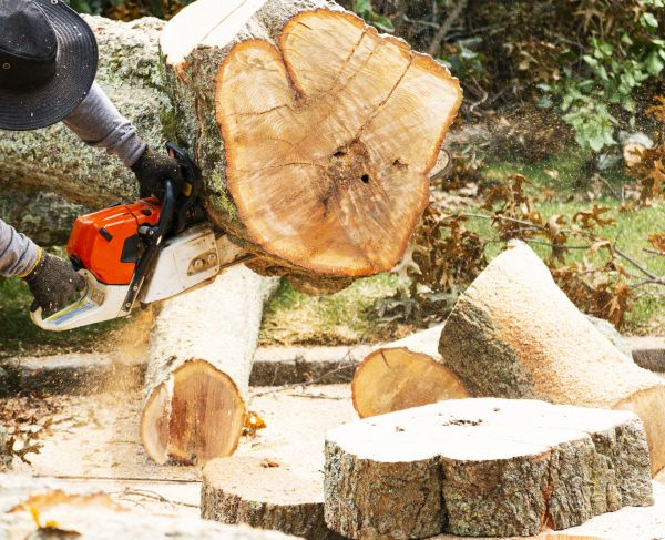 Tree Removal Service in New Berlin
