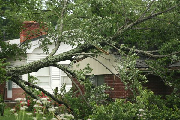 Emergency Tree Removal in New Berlin