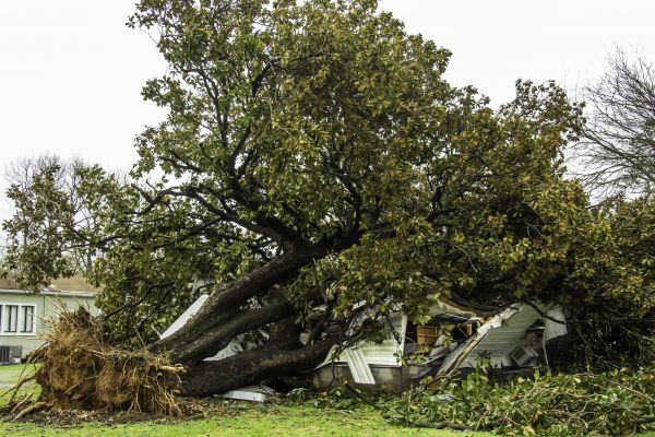 Fallen Tree Removal in New Berlin