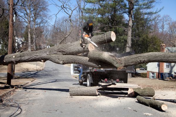 Cost of Residential Tree Removal in New Berlin