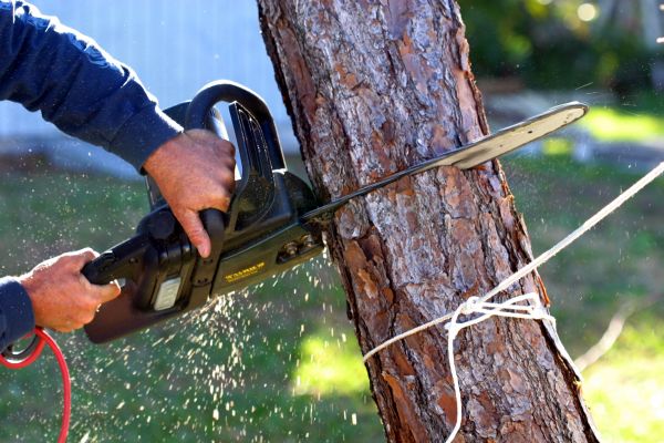 Dead Tree Removal in New Berlin