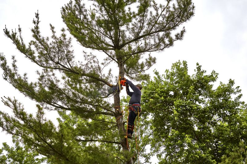 Tree Removal Equipment in Use
