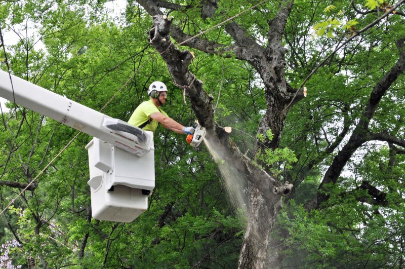 Tree Removal in Progress