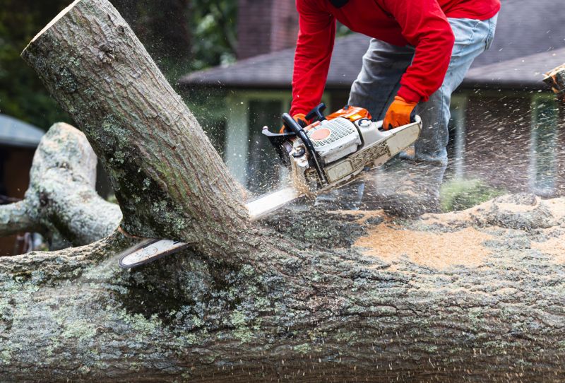 Urban Tree Removal