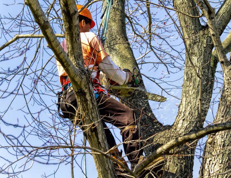 Hazard Tree Removal