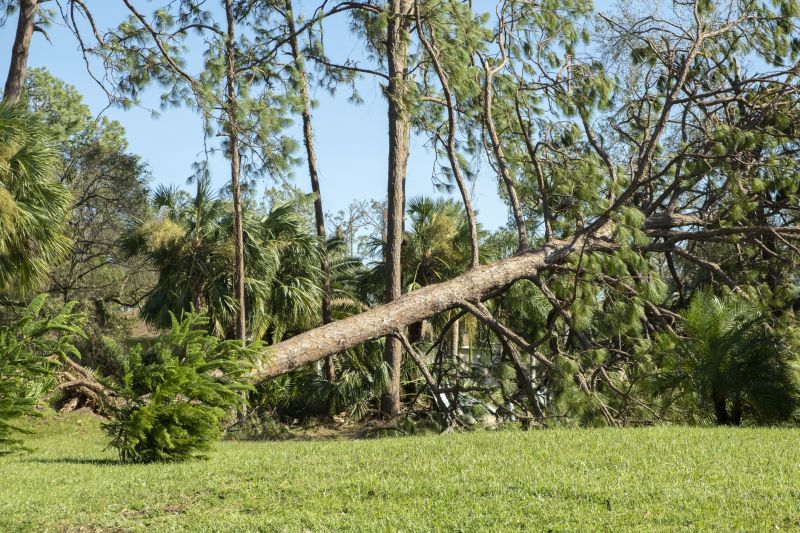 Healthy Tree Removal