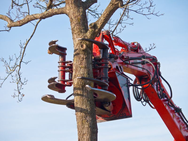 Professional Tree Removal Equipment