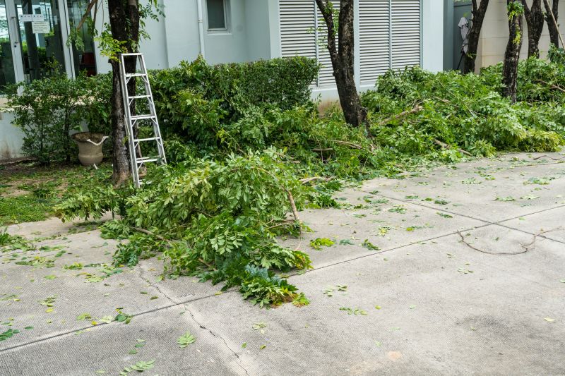 Clearing Trees for Property Improvement