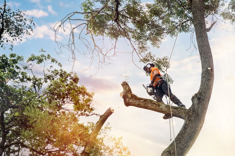 Who Does Tree Removals