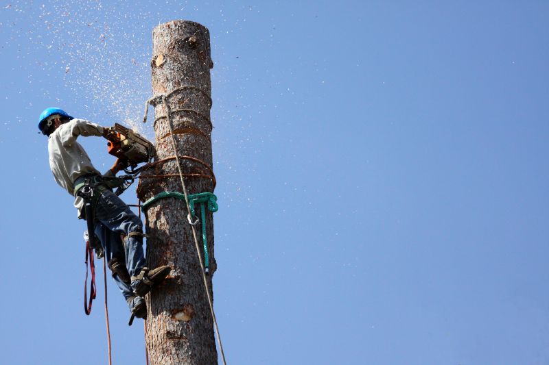 Who Does Tree Removals