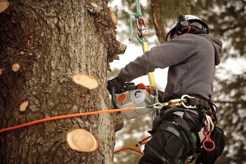 Who Does Tree Removals