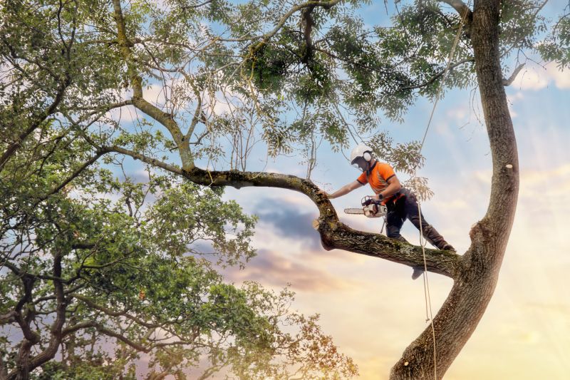 Who Does Tree Removals