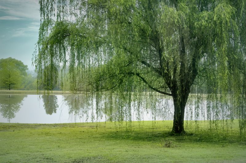 Willow Tree Removal